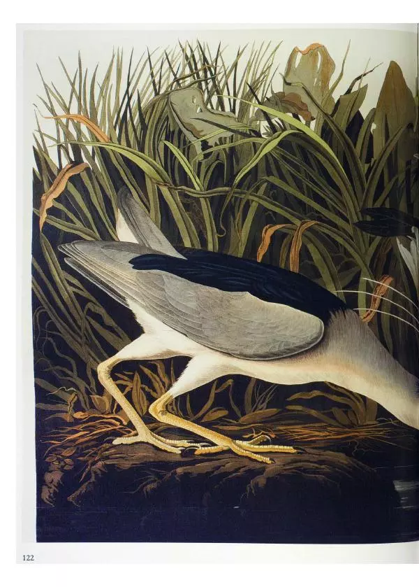 Джон Одюбон - Птицы Америки - Страница № 126