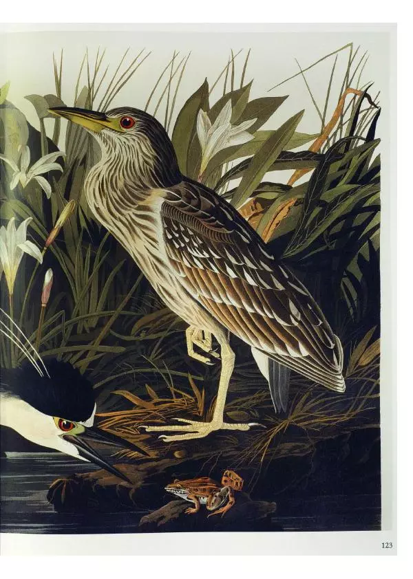 Джон Одюбон - Птицы Америки - Страница № 127