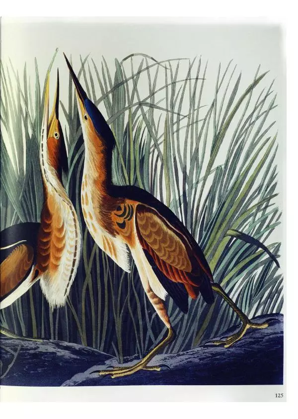 Джон Одюбон - Птицы Америки - Страница № 129