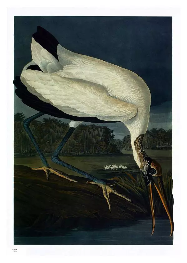 Джон Одюбон - Птицы Америки - Страница № 130