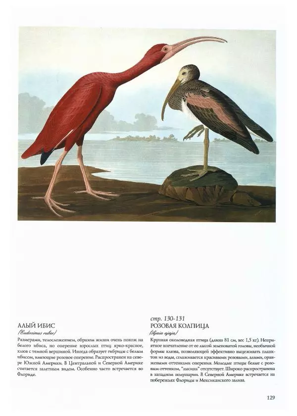 Джон Одюбон - Птицы Америки - Страница № 133