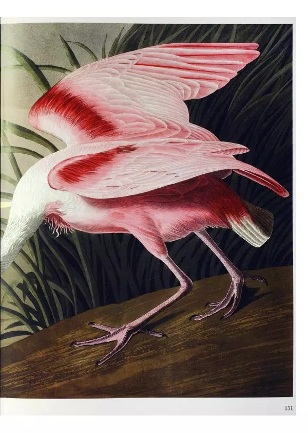 Джон Одюбон - Птицы Америки - Страница № 135