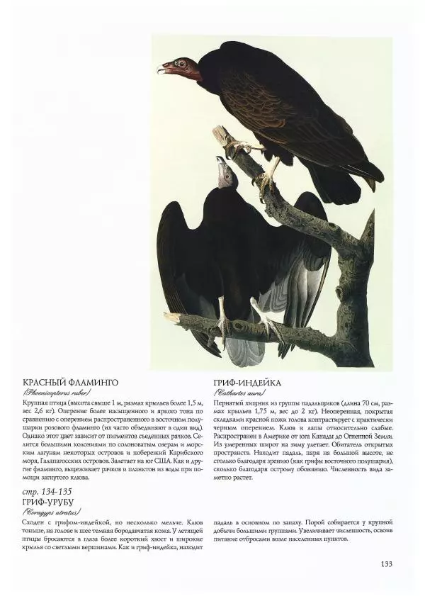 Джон Одюбон - Птицы Америки - Страница № 137