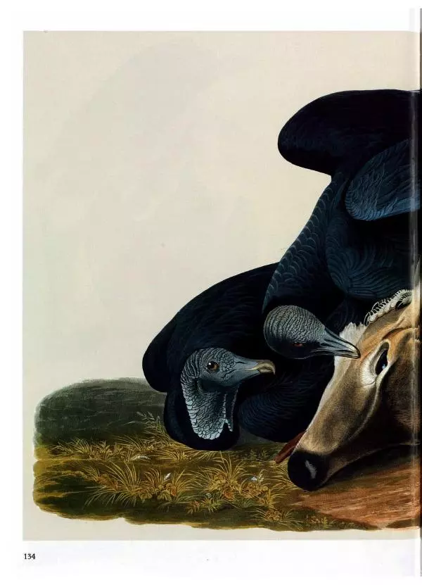 Джон Одюбон - Птицы Америки - Страница № 138