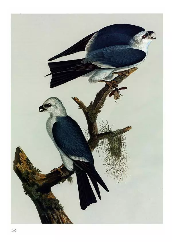 Джон Одюбон - Птицы Америки - Страница № 144