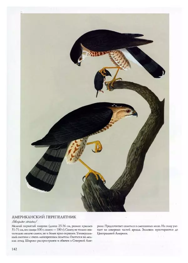 Джон Одюбон - Птицы Америки - Страница № 146