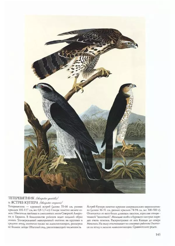 Джон Одюбон - Птицы Америки - Страница № 147