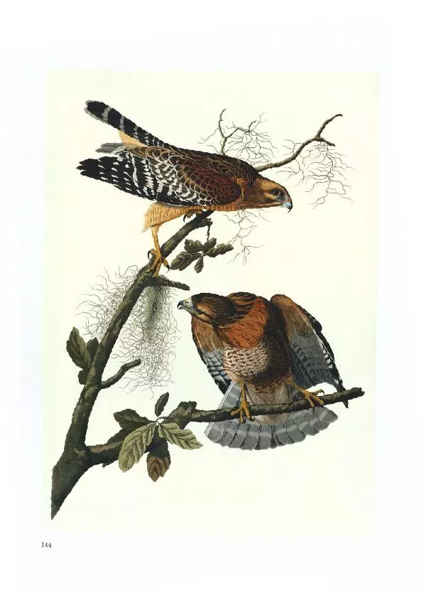 Джон Одюбон - Птицы Америки - Страница № 148