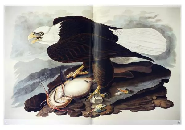 Джон Одюбон - Птицы Америки - Страница № 156