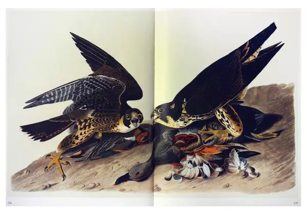Джон Одюбон - Птицы Америки - Страница № 159