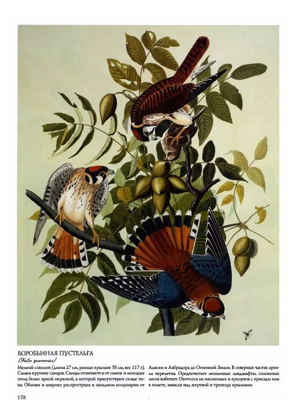 Джон Одюбон - Птицы Америки - Страница № 160