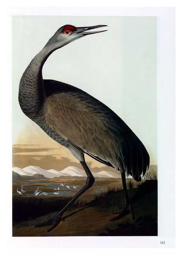 Джон Одюбон - Птицы Америки - Страница № 163