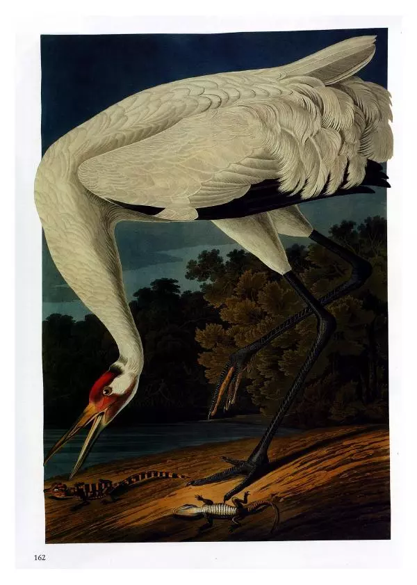 Джон Одюбон - Птицы Америки - Страница № 164