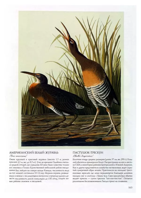 Джон Одюбон - Птицы Америки - Страница № 165
