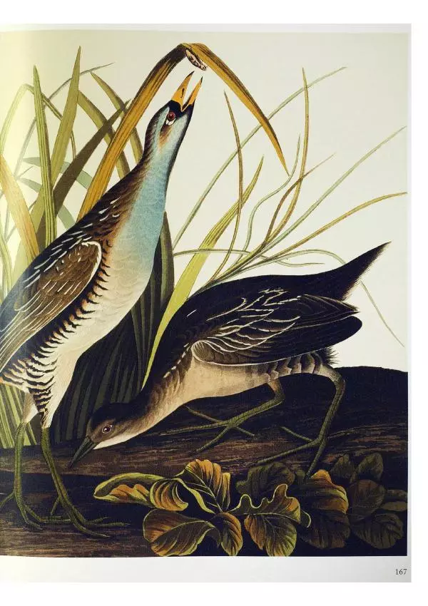 Джон Одюбон - Птицы Америки - Страница № 168