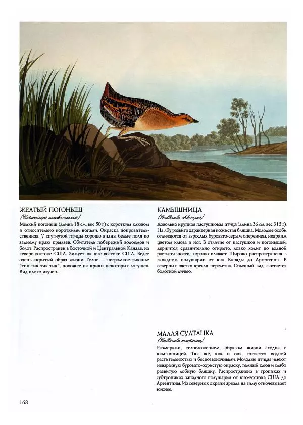 Джон Одюбон - Птицы Америки - Страница № 169