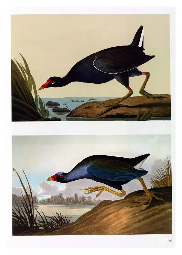 Джон Одюбон - Птицы Америки - Страница № 170