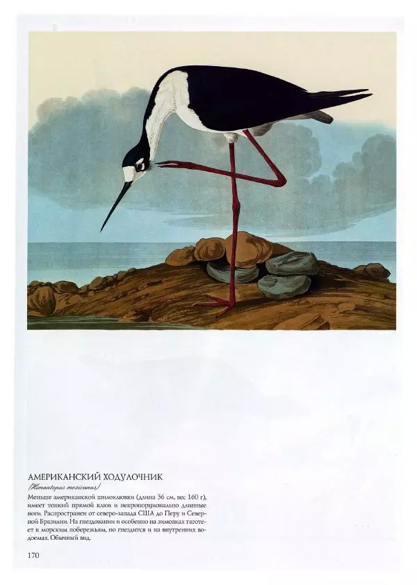 Джон Одюбон - Птицы Америки - Страница № 171