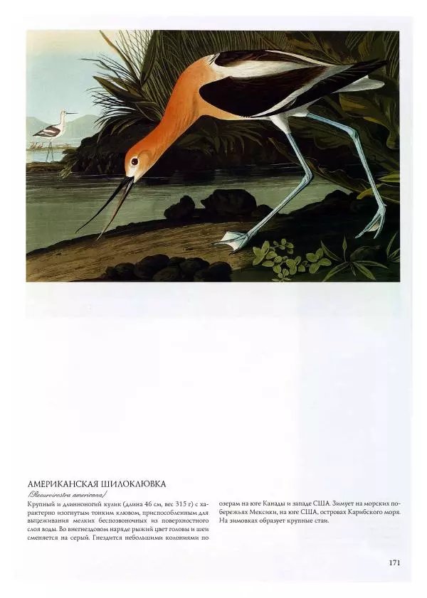Джон Одюбон - Птицы Америки - Страница № 172