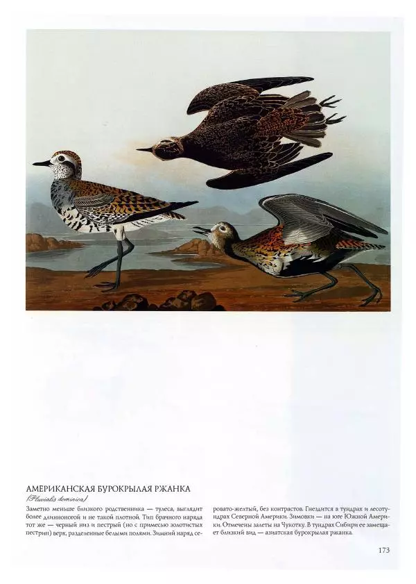 Джон Одюбон - Птицы Америки - Страница № 174