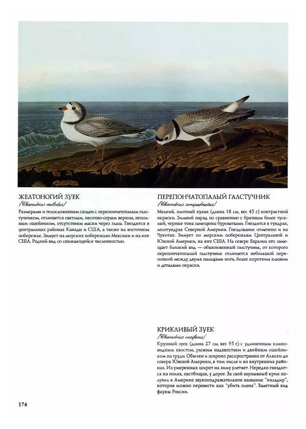 Джон Одюбон - Птицы Америки - Страница № 175