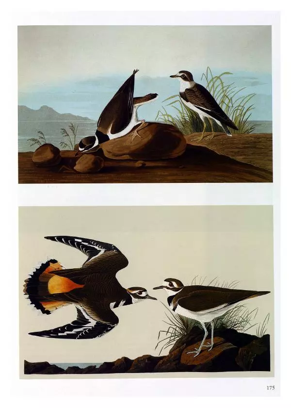 Джон Одюбон - Птицы Америки - Страница № 176