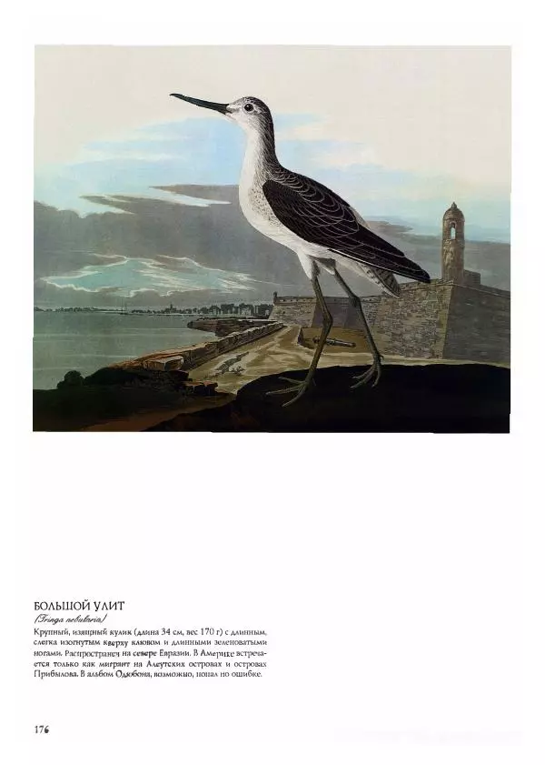 Джон Одюбон - Птицы Америки - Страница № 177