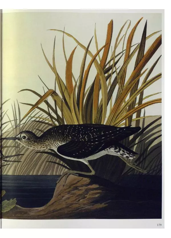 Джон Одюбон - Птицы Америки - Страница № 180