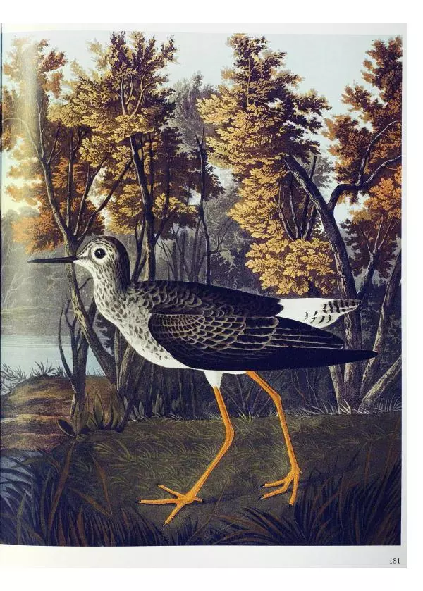 Джон Одюбон - Птицы Америки - Страница № 182
