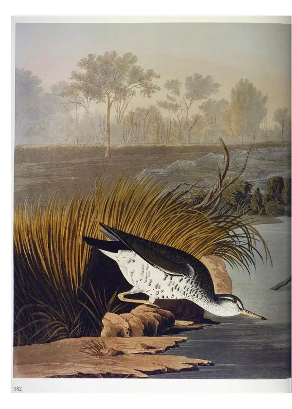 Джон Одюбон - Птицы Америки - Страница № 183