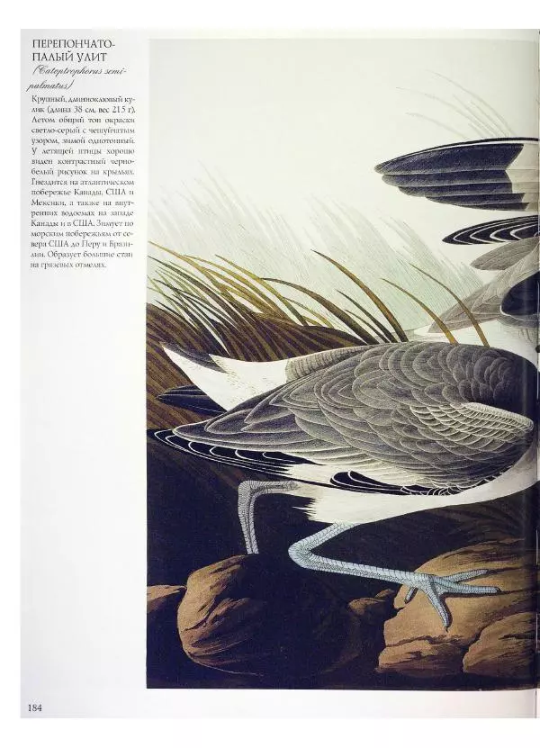 Джон Одюбон - Птицы Америки - Страница № 185