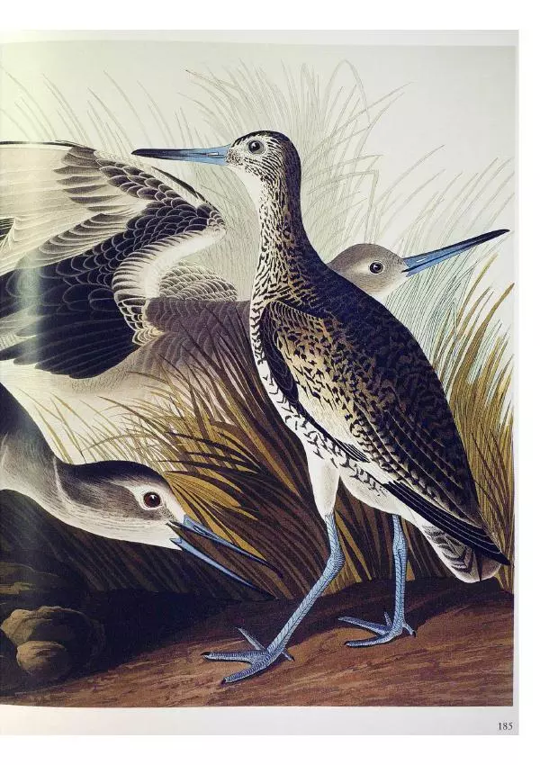Джон Одюбон - Птицы Америки - Страница № 186