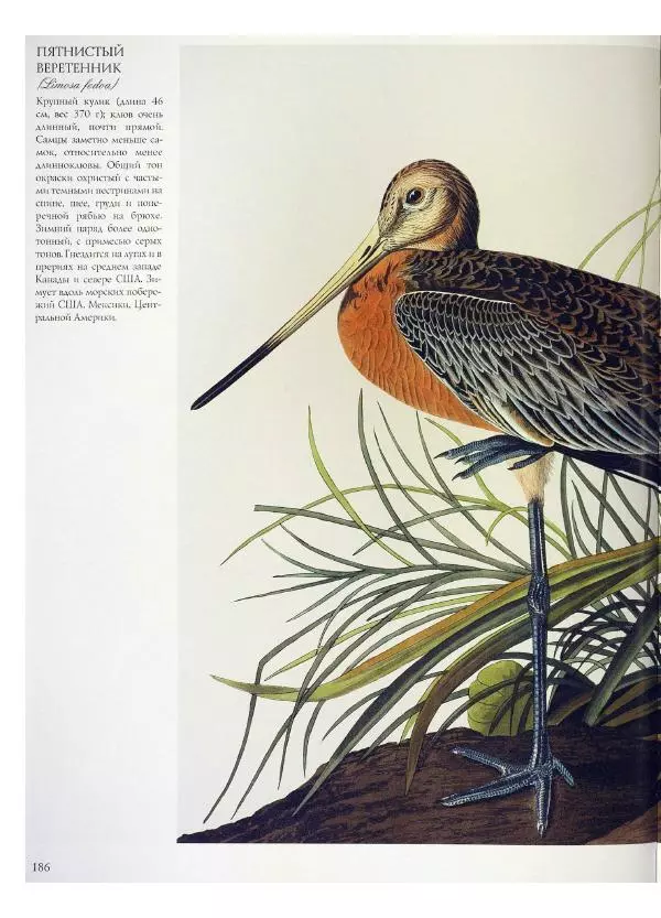 Джон Одюбон - Птицы Америки - Страница № 187
