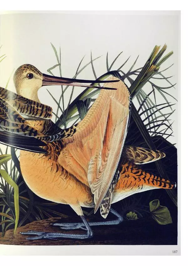 Джон Одюбон - Птицы Америки - Страница № 188