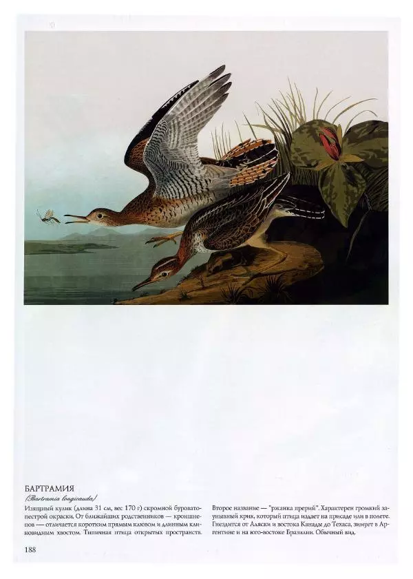 Джон Одюбон - Птицы Америки - Страница № 189
