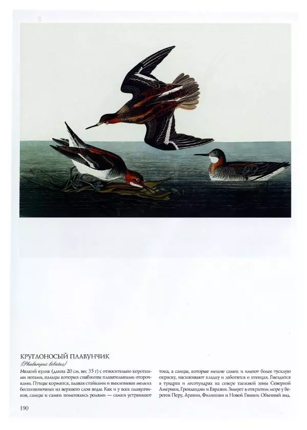 Джон Одюбон - Птицы Америки - Страница № 191