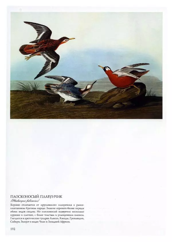 Джон Одюбон - Птицы Америки - Страница № 193