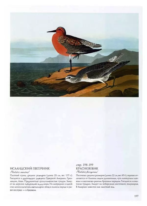 Джон Одюбон - Птицы Америки - Страница № 198