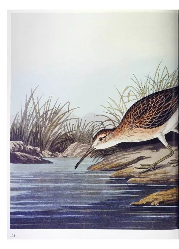 Джон Одюбон - Птицы Америки - Страница № 199