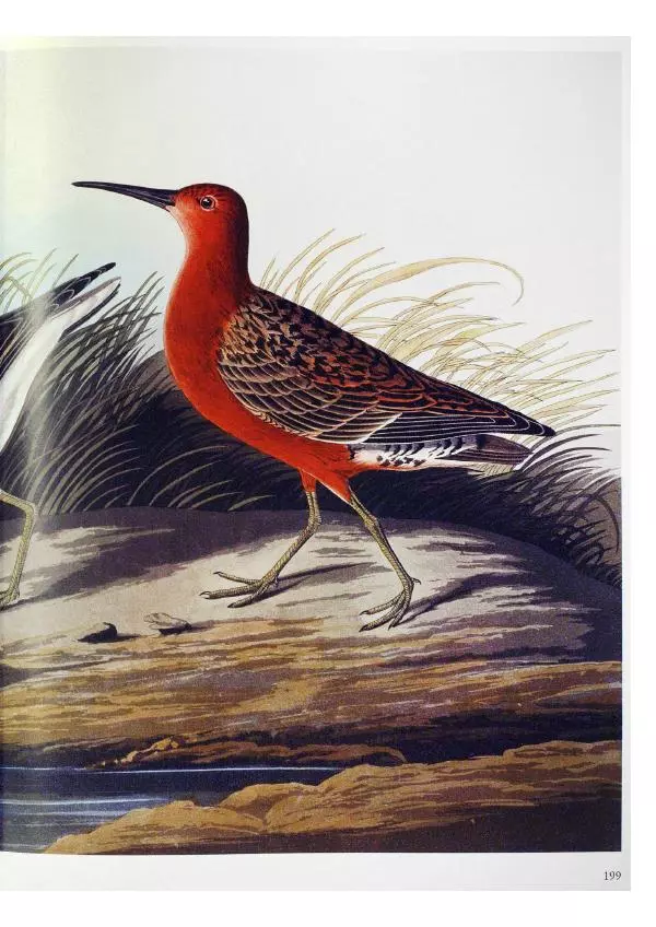 Джон Одюбон - Птицы Америки - Страница № 200