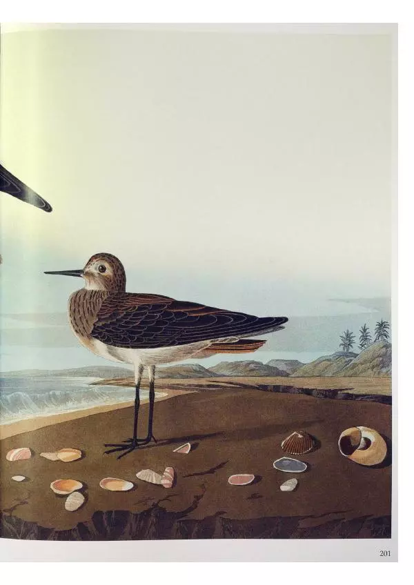 Джон Одюбон - Птицы Америки - Страница № 202