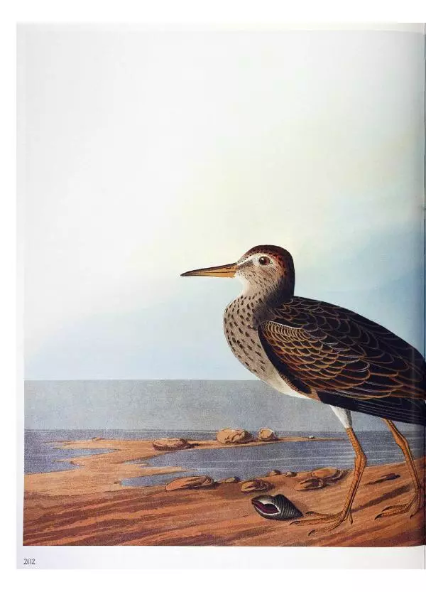 Джон Одюбон - Птицы Америки - Страница № 203