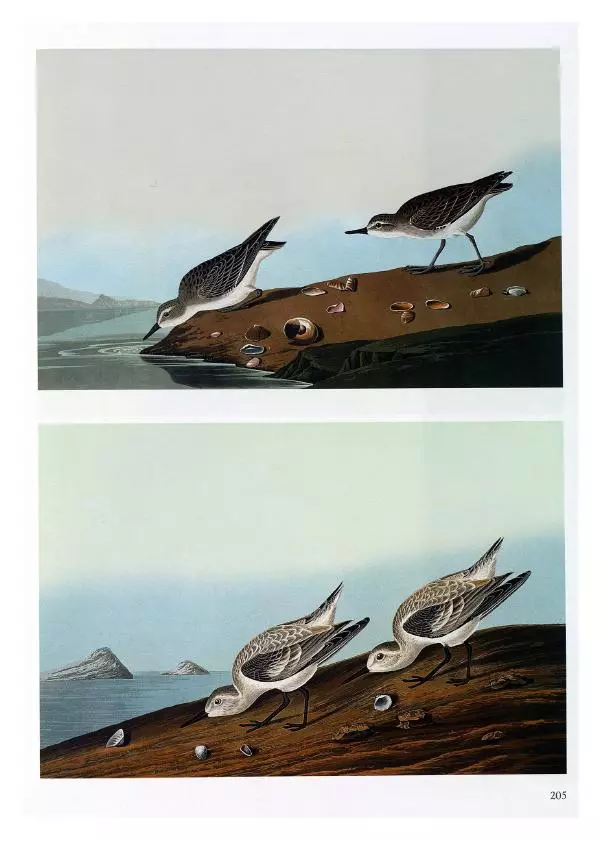 Джон Одюбон - Птицы Америки - Страница № 206