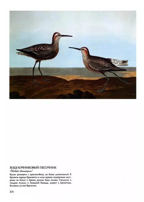 Джон Одюбон - Птицы Америки - Страница № 207