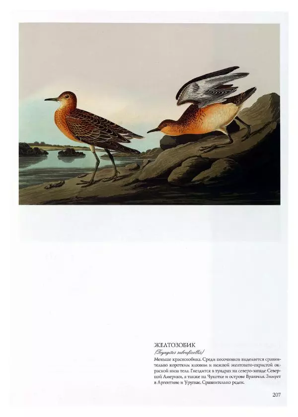 Джон Одюбон - Птицы Америки - Страница № 208