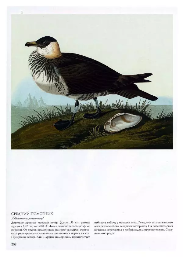 Джон Одюбон - Птицы Америки - Страница № 209