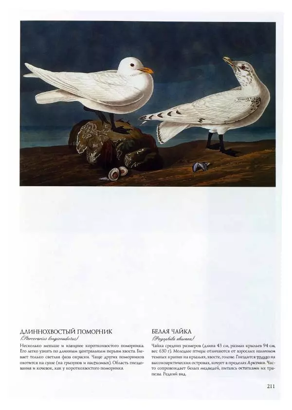 Джон Одюбон - Птицы Америки - Страница № 212