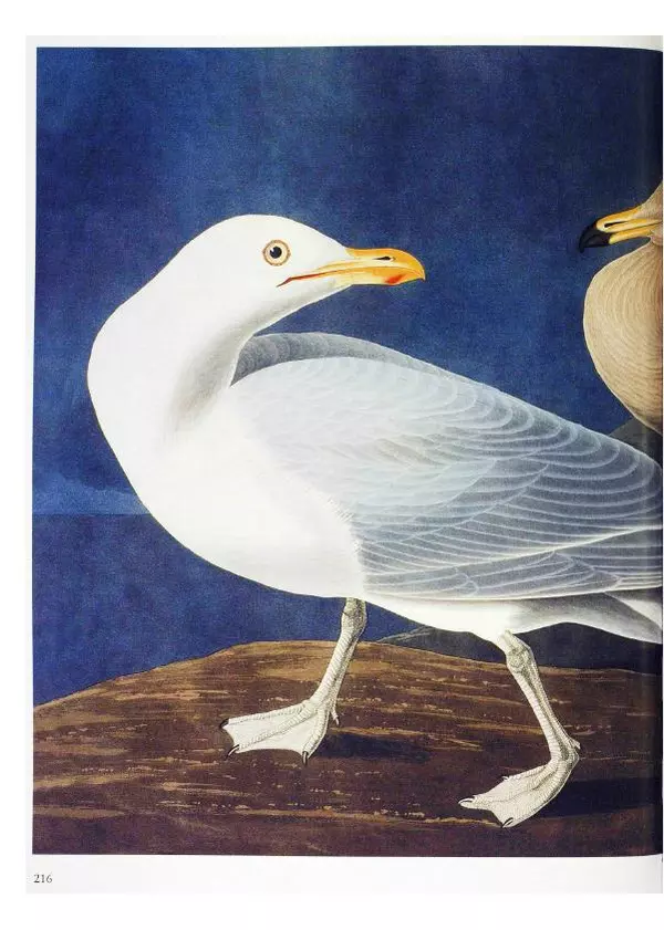 Джон Одюбон - Птицы Америки - Страница № 217