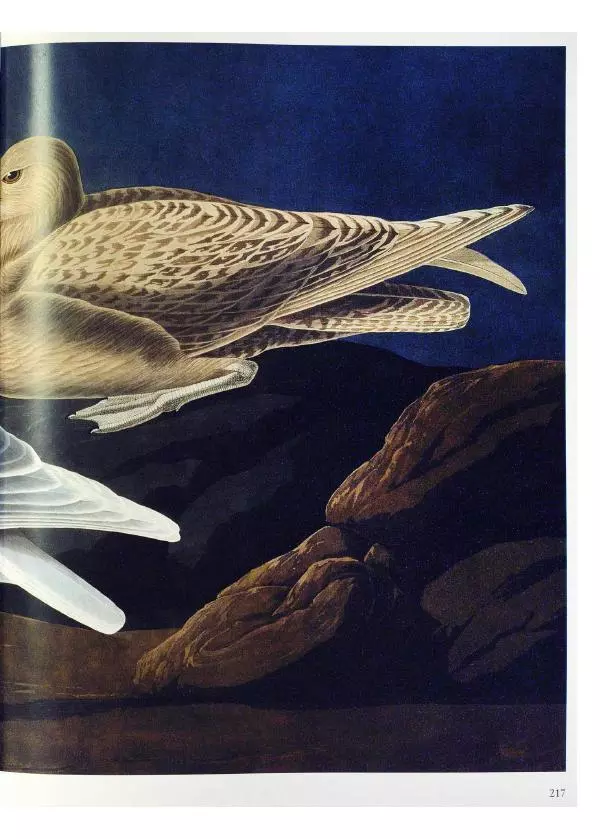 Джон Одюбон - Птицы Америки - Страница № 218