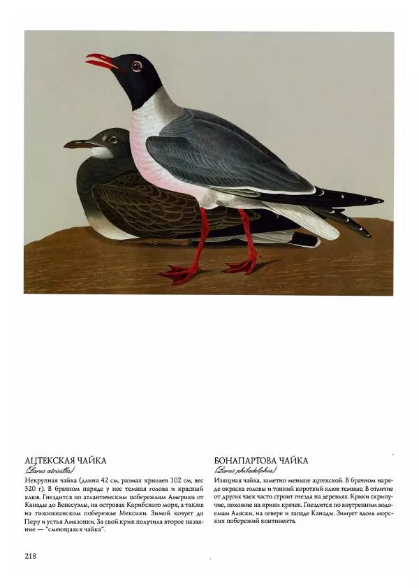 Джон Одюбон - Птицы Америки - Страница № 219